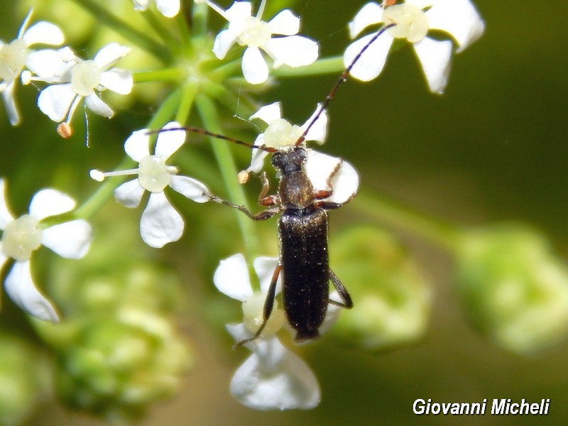 Serie di Cerambycidae del Parco del Ticino